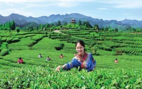 官宣！漢中市茶旅融合精品線路發(fā)布縮略圖