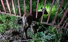 漢中市“一江兩岸”辦公室工作人員及時救助國家二級保護(hù)動物縮略圖