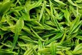 為什么說喝春茶沒必要“洗茶”？縮略圖