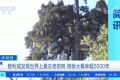 世界上最古老的樹(shù)？樹(shù)齡或超5000年！長(zhǎng)這樣→縮略圖