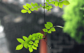 漢中這些地方雨天別有風(fēng)情，總有一處深得你心！縮略圖