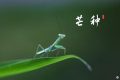 芒種，愿所有耕耘，終有收獲縮略圖