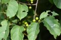 夏季被毒蛇咬傷怎么辦？十個(gè)問(wèn)答幫你應(yīng)對(duì)縮略圖