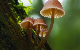 不認(rèn)識、沒吃過的蘑菇不要輕易嘗試食用！縮略圖
