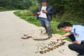 @漢中人！野生天麻，挖不得！縮略圖