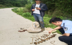 @漢中人！野生天麻，挖不得！縮略圖
