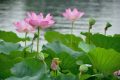 溫風(fēng)至，小暑來，長夏至此盛縮略圖