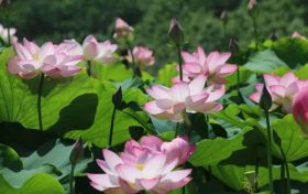 炎炎夏日七日游，這里才是夢(mèng)想中的快樂星球縮略圖