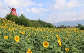 漢臺(tái)百畝向日葵花海怒放！免費(fèi)打卡縮略圖