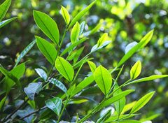 陜西茶行業(yè)“十佳”出爐 漢中再獲佳績(jī)！縮略圖