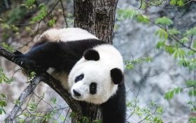 漢中佛坪這位“美人”驚艷了世人！縮略圖