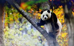 跟著熊貓的腳步，來一場(chǎng)浪漫的賞秋之旅！縮略圖