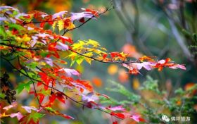 流金溢彩，秋色秘境，佛坪漫山紅葉已上線~縮略圖
