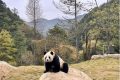 首批“住戶”在秦嶺大熊貓的“新家”住的習(xí)慣嗎？快來圍觀！縮略圖