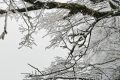 云賞龍頭山入冬初雪！霧凇奇觀太美啦！縮略圖
