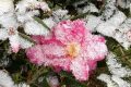 玉樹瓊枝！漢臺雪景美如畫！縮略圖