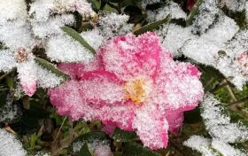 玉樹瓊枝！漢臺(tái)雪景美如畫！縮略圖
