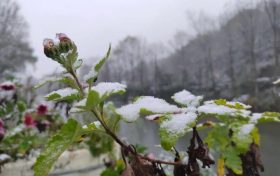 2022年西鄉(xiāng)駱家壩第一場雪！縮略圖