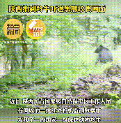 長青保護區(qū)黑熊與羚牛狹路相逢！縮略圖