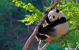 生活著130余只大熊貓的寶藏小城果然不一般！縮略圖