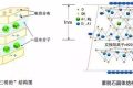 應(yīng)對新冠要囤蒙脫石散？專家：備一兩盒正常，但未必是止瀉首選縮略圖