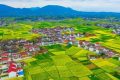 最新消息！南鄭區(qū)確定為2023中國最美油菜花海漢中旅游文化節(jié)主會場縮略圖