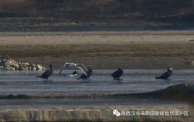 3只織女銀鷗！漢中首次發(fā)現(xiàn)→縮略圖