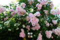 春暖花開的序曲即將奏響，佛坪賞花指南為您送上！縮略圖