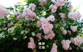 春暖花開的序曲即將奏響，佛坪賞花指南為您送上！縮略圖