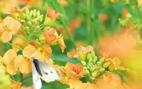 五彩斑斕的油菜花，回暖的三月不妨去皇塘尋找它！縮略圖