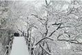 下雪了！漢中好多地方下雪了！縮略圖