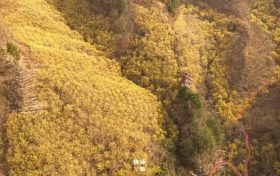重大標(biāo)志性進(jìn)展！漢中填補(bǔ)空白！縮略圖