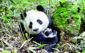 奇山秀水+秦楚巴蜀！漢中“贏麻”了縮略圖
