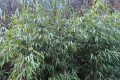 首次！佛坪人工竹林引來野生大熊貓！縮略圖