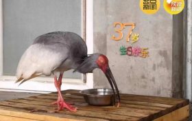 破紀(jì)錄！全球最長壽朱鹮平平37歲啦！縮略圖