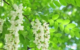 采擷春天的“珍饈野菜”，快來(lái)佛坪一飽口福吧！縮略圖
