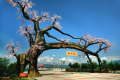“五一”假期，西鄉(xiāng)櫻桃溝景區(qū)提升現(xiàn)新貌！縮略圖