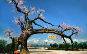“五一”假期，西鄉(xiāng)櫻桃溝景區(qū)提升現(xiàn)新貌！縮略圖