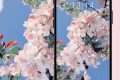 絕美春日壁紙已上新！將漢臺美景裝進手機→縮略圖