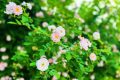 春色滿園！漢中這里的薔薇花開啦，顏值滿分快去打卡~縮略圖
