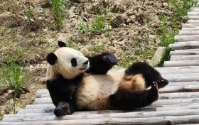 看佛坪大熊貓有多萌！縮略圖