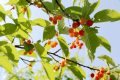 留壩櫻桃紅了！初夏的味道m(xù)in甜！縮略圖