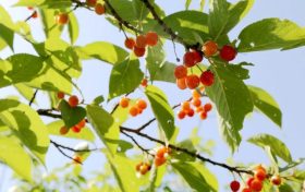 留壩櫻桃紅了！初夏的味道m(xù)in甜！縮略圖