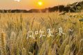 在漢臺(tái)，有一種浪漫叫風(fēng)吹麥浪！縮略圖