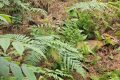 暖心！國家二級保護動物麂子在老道寺鎮(zhèn)獲救縮略圖