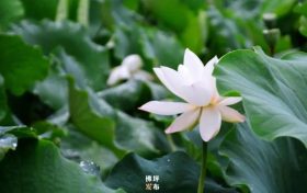 佛坪：翠荷臨風(fēng)滿(mǎn)水香 幸有荷花伴風(fēng)眠縮略圖