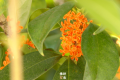 真香！“桂花味”的漢中正在回歸！縮略圖