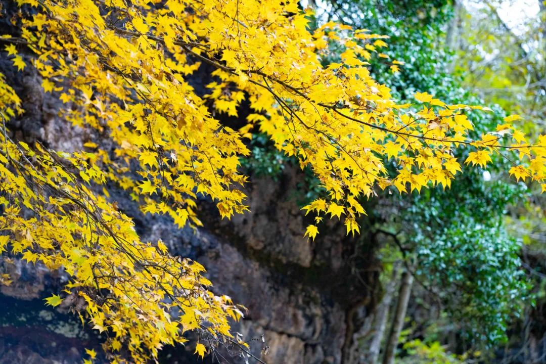 10月1日，漢中黎坪景區(qū)秋高氣爽、景色秀美，還不擁擠，趕緊出發(fā)嘍！