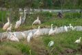 國(guó)家一級(jí)保護(hù)鳥類彩鹮，又回漢中省親！縮略圖
