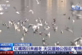 央視聚焦的“冬日精靈”，你“鷗”遇了嗎縮略圖